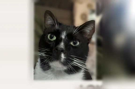 Missing cat Boca Raton, photo: Lost cat, Carousel Circle South, 9708, Boca Raton - male, white paws