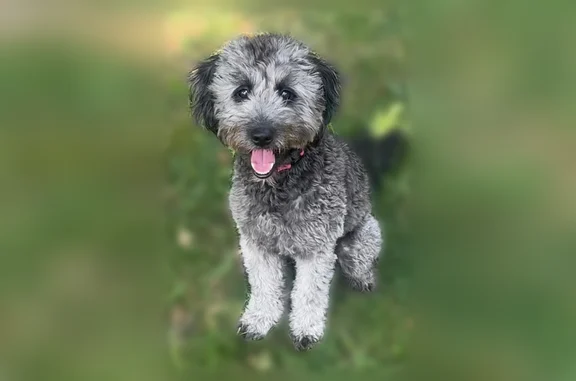 Lost dog, Haymarket Road, 39, North York — female, red collar - photo