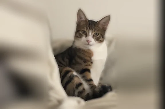Chat perdu, Nantes, photo: Chat perdu mâle, Rue Molière, Pessac, Nantes - grain de beauté sur le nez