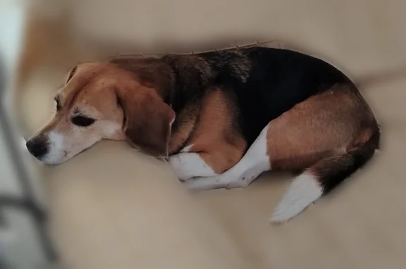 Animaux perdus Nîmes, photo: Chien perdu mâle, Rue Marc Seguin, 135, Nîmes - beagle tricolore noir fauve et blanc