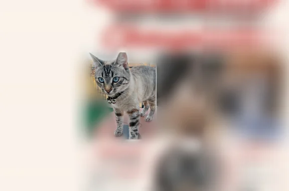 Chat perdu, Bordeaux, photo: Perdu chat femelle, Cours de la Somme, 7, Bordeaux - chatte blanche, très sociable