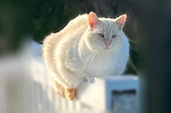 Chat perdu, Guidel-Plage, photo: Chat perdu mâle, Rue Jacqueline Auriol, 2, Guidel-Plage — crème, un peu tigré roux