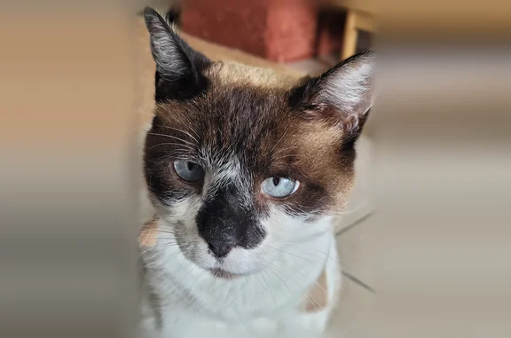 Animaux perdus Bayonne, photo: Chat perdu, mâle, Chemin d'Estebot, 10, Bayonne - 13 ans
