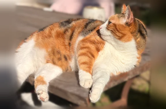 Animaux perdus Saint-Mamert-du-Gard, photo: Perdu chat femelle, Avenue Foch, 13, Fons, Saint-Mamert-du-Gard - chatte tricolore