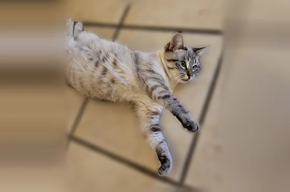 Animaux perdus Roanne, photo: Chat perdu femelle, Rue de la Girine, Saint-Romain-de-Jalionas, Roanne - stérilisée
