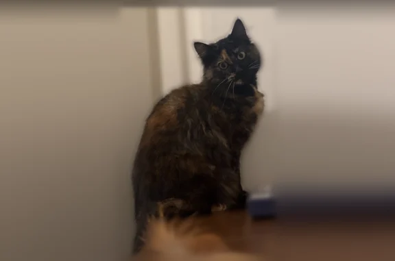 Animaux perdus Lens, photo: Chat perdu, femelle, Rue Pascal, 28, Lens - queue touffue, visage bicolore