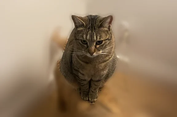 Chat perdue, femelle, Rue des Asphodèles, 12, Narbonne - petite tache blonde sur le dos - photo