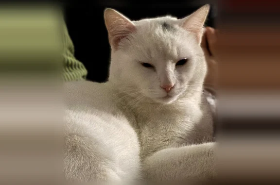 Animaux perdus Nantes, photo: Chat perdu mâle, Rue des Loquets, Mauves-sur-Loire, Nantes - gentil et docile