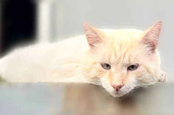 Chat perdu, Guidel-Plage, photo: Chat perdu mâle, Impasse Andre Turcat, 8, Guidel-Plage, crème avec taches tigrées rousses