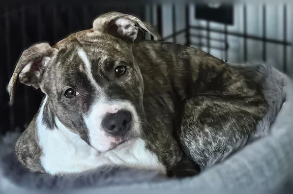 Lost dog, Poe Street, 617, South Lyon - male, shy to strangers - photo