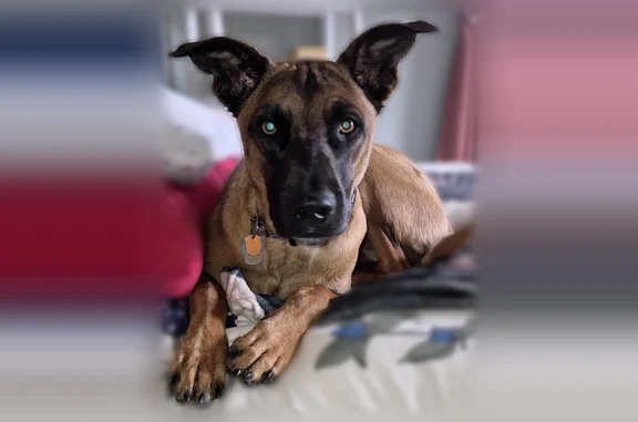Lost dog, 123rd Avenue East, 30916, Graham - female, brown with a black face - photo