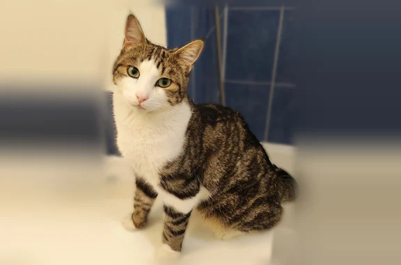 Animaux perdus Vergèze, photo: Chat perdu mâle, Impasse de la Serpette, 62, Vergèze - pucé