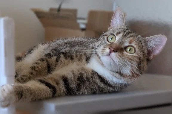 Animaux perdus Lyon, photo: Chat perdu femelle, Gières, Lyon - non stérilisée, 6 mois