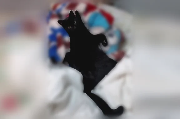 Animaux perdus Paris, photo: Chat perdu mâle, Rue Maurice Ripoche, 36, Paris - petit chat noir fin