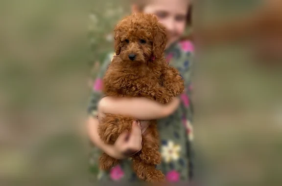 Lost dog, Windrose Lane Southwest, 366, Charlotte - female, 5 months old - photo