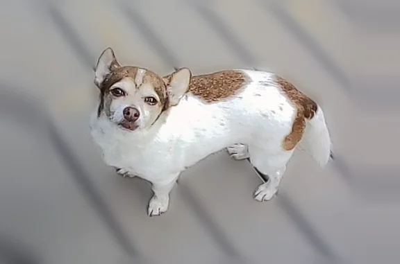 Lost dog, Southwest 216th Street, 9909, Vashon - male, white and brown, big ears - photo