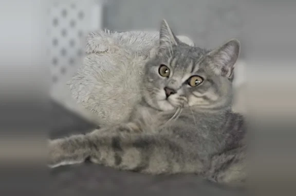 Animaux perdus Lyon, photo: Chat perdu, Rue du 8 Mai, Annemasse, Lyon — mâle, jeune, sans collier