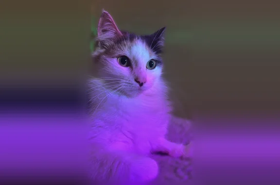 Animaux perdus La Sentinelle, photo: Chat perdu femelle, Rue des Trois Soldats Canadiens, La Sentinelle - tache noire sur le bout du nez, yeux verts/jaunes