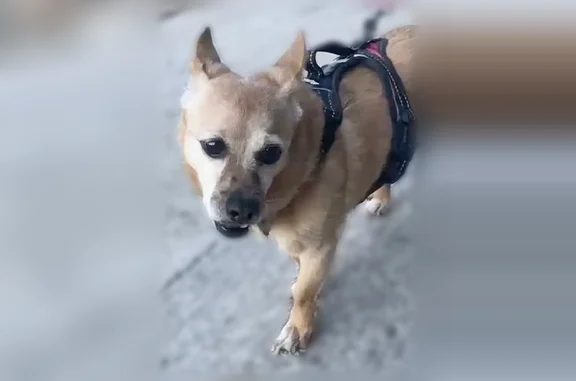 Animaux perdus Grasse, photo: Chien perdu, Chemin de Saint-Christophe, Grasse, Paris - femelle, petite croisée beige