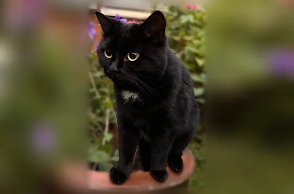 Chat perdu, Paris, photo: Perdu chat femelle, Rue Abbaye de Saint-Wandrille, Marquette-lez-Lille, Paris — noire avec clochette blanche