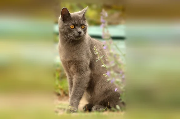 Chat perdu mâle, Route du Reche, 64, Le Fleix - tigré gris, yeux jaunes oranges - photo