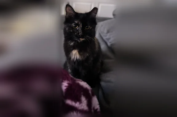 Lost cat, Browning Drive, 108, Thomasville - female, black, with a collar and bell - photo