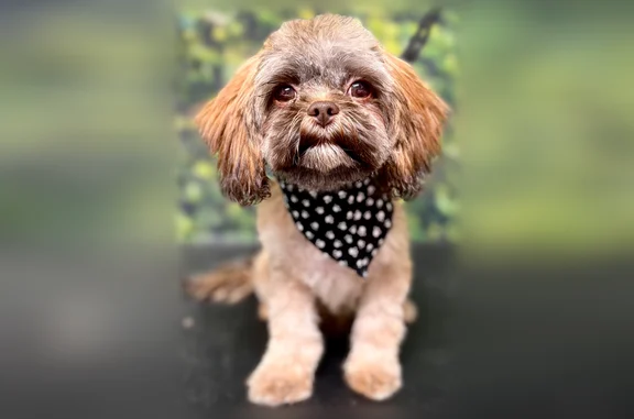 Lost and found pets Kansas City, photo: Lost dog, male, Northeast 37th Street, 4905, Kansas City - recently groomed with a blue bow tie collar