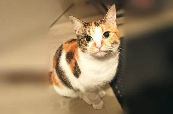 Animaux perdus Paris, photo: Chat perdu femelle, Rue du Président Wilson, 34, Le Pecq, Paris - chatte tricolore