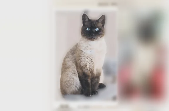 Animaux perdus Paris, photo: Chat perdu mâle, Rue Albert Sans, 11, Marseillan, Paris — colourpoint