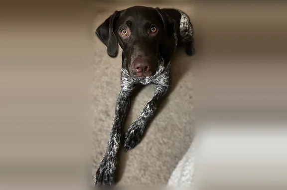 Lost dog, Watauga Road, 5905, Watauga - female German shorthaired pointer puppy with a bob tail - photo
