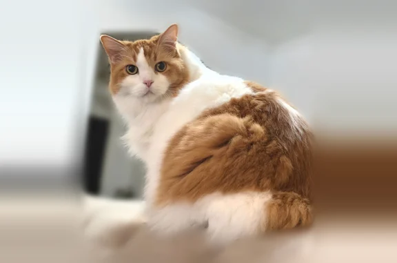 Lost cat, male, Arborview Drive, 207, Wylie, Dallas — 14-year-old, medical needs - photo