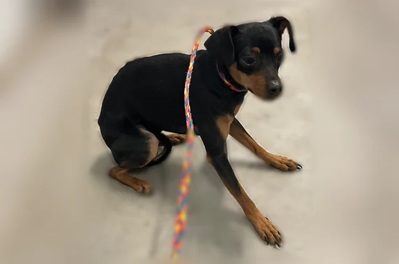 Found dog Sacramento, photo: Found dog, F Street, 1830, Sacramento - male
