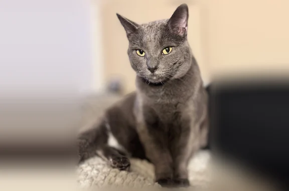 Lost and found pets Amelia, photo: Lost cat, Amelia, Ohio - male Russian Blue mix, green eyes