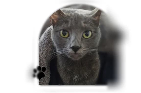 Lost cat, 79th Place Northeast, 16707, Kenmore - female, 3 years old - photo