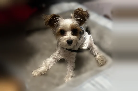 Lost dog, Irene Avenue, 1798, Modesto - female - photo