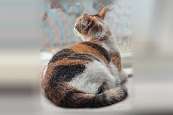 Lost cat, Telfair Avenue, 9959, Los Angeles - female calico American Shorthair - photo