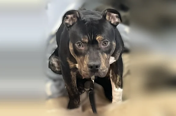 Lost dog male, Alder Street, 3938, Chicago - photo