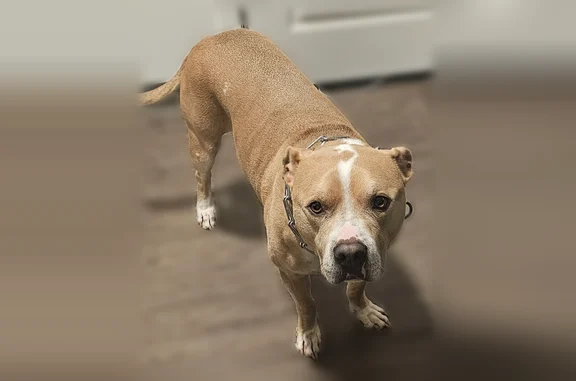 Lost dog, Old Ford Road, 1551, New Albany, Jeffersonville - male pitbull service animal - photo