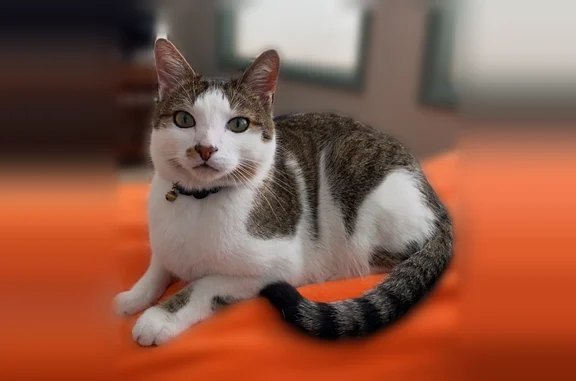 Lost cat, 110th Avenue Northeast, 12834, Kirkland - friendly male - photo
