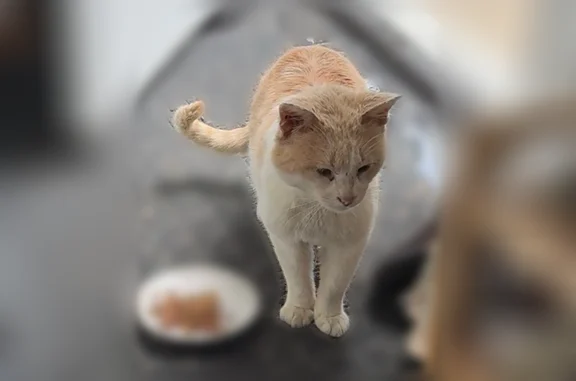 Found cat Ecorse, photo: Found cat, 13th Street, 4371, Ecorse - male, cream, senior or very weak