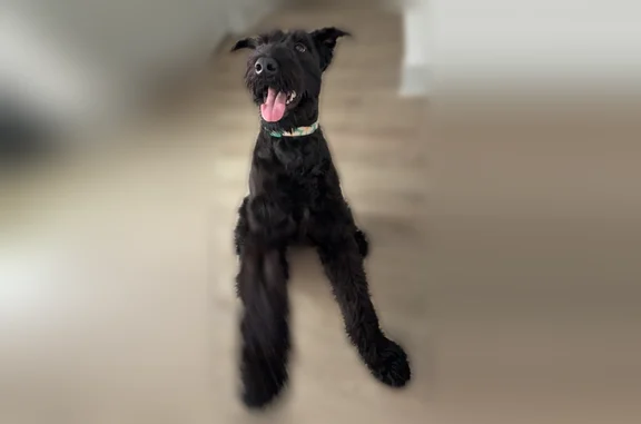 Lost dog, Nick Fitcheard Road Northwest, 650, Huntsville - female giant schnauzer - photo