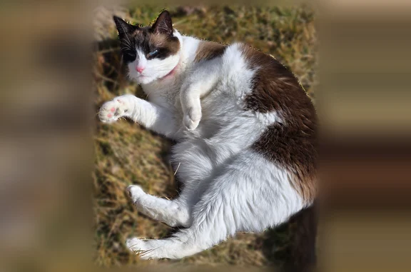 Missing cat West Jordan, photo: Lost cat, South 7320 West, 7967, West Jordan - female Siamese, very sweet
