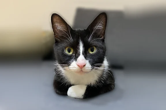 Lost cat, Bay Villa Avenue, 4556, Youngstown — female tuxedo DSH, white neck and paws - photo