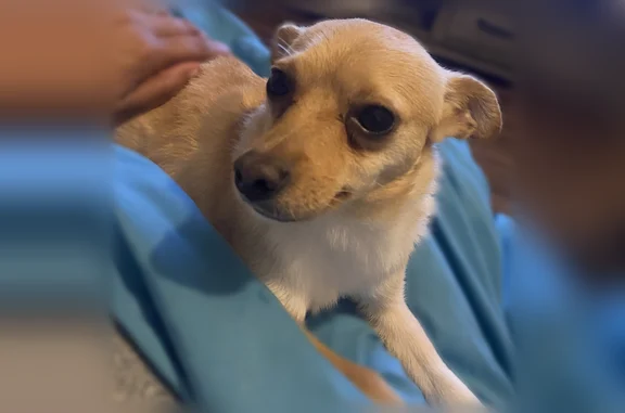 Lost dog, Whitham Drive, 8146, Indianapolis - female with a slight fractured front left paw - photo