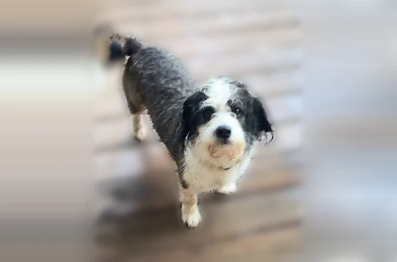 Lost dog, Hurricane, West Virginia - short-legged male, very sweet - photo
