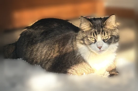 Lost and found pets Des Moines, photo: Lost cat, 59th Street, 3609, Des Moines - male, large, friendly, long haired
