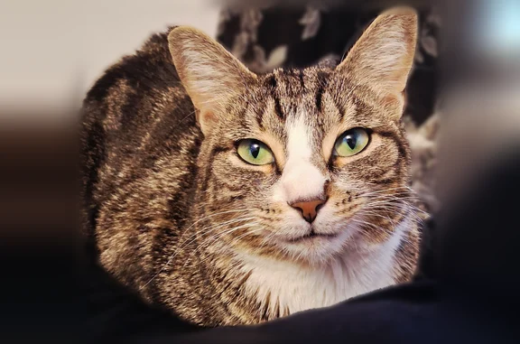 Lost and found pets Manhattan, photo: Found female cat, W 9th St & Kings Hwy, Manhattan — tabby, 1-3 years old