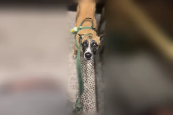 Lost dog, Tampa - female Belgian Malinois with patchy fur - photo