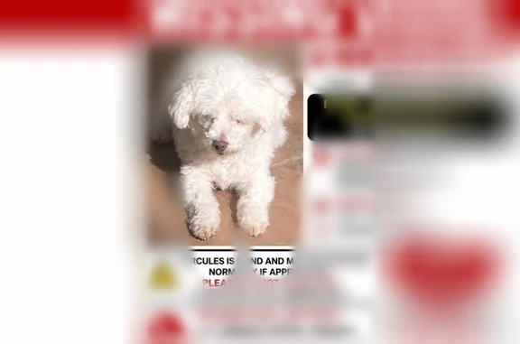 Lost dog, Whittier Boulevard, Pico Rivera - male, blind - photo