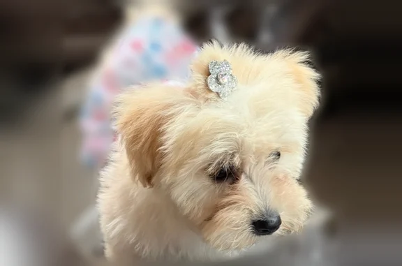 Lost dog, North Kenwood Avenue, 3638, Indianapolis - white with pink leash - photo